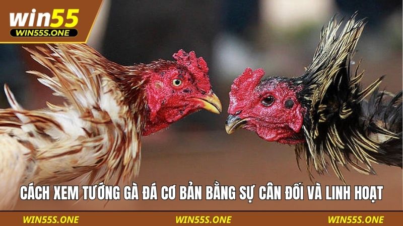 Cách Xem Tướng Gà Đá Cơ Bản: Hướng Dẫn Cho Sư Kê Mới Bắt Đầu 2 Cách xem tướng gà đá cơ bản bằng việc đánh sự cân đối và linh hoạt
