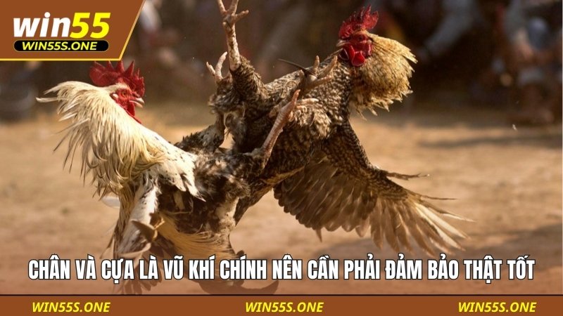 Cách Xem Tướng Gà Đá Cơ Bản: Hướng Dẫn Cho Sư Kê Mới Bắt Đầu 4 Chân và cựa là vũ khí chính nên cần phải đảm bảo để có đòn đánh uy lực