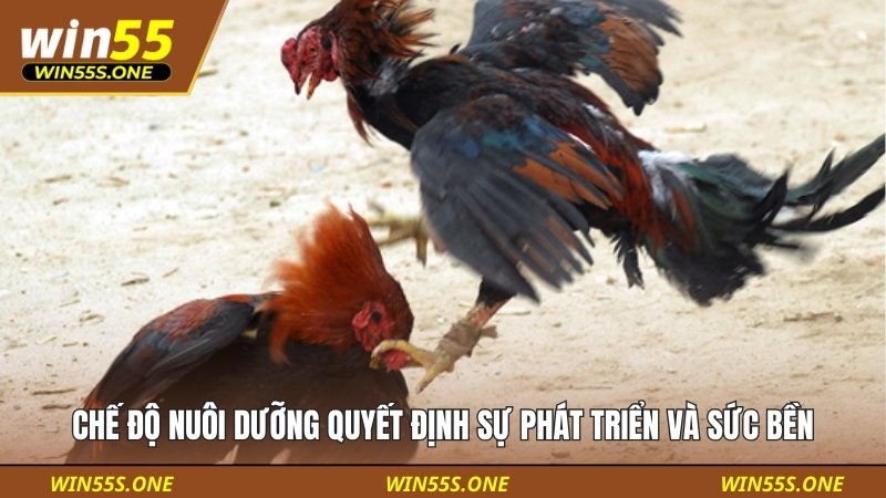 Cách Xem Tướng Gà Đá Cơ Bản: Hướng Dẫn Cho Sư Kê Mới Bắt Đầu 5 Chế độ nuôi dưỡng quyết định sự phát triển và sức bền