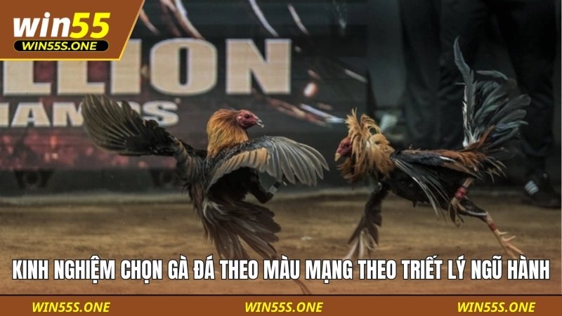 Kinh nghiệm chọn gà đá theo màu mạng dựa trên triết lý ngũ hành