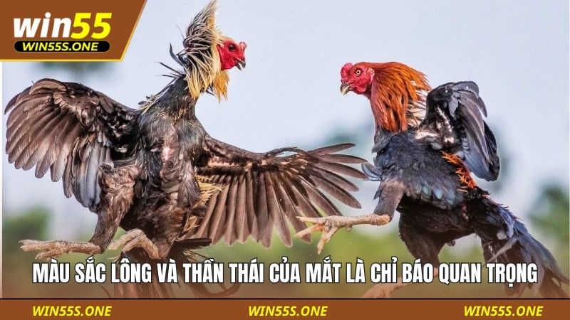Cách Xem Tướng Gà Đá Cơ Bản: Hướng Dẫn Cho Sư Kê Mới Bắt Đầu 3 Màu sắc lông và thần thái của mắt là chỉ báo quan trọng