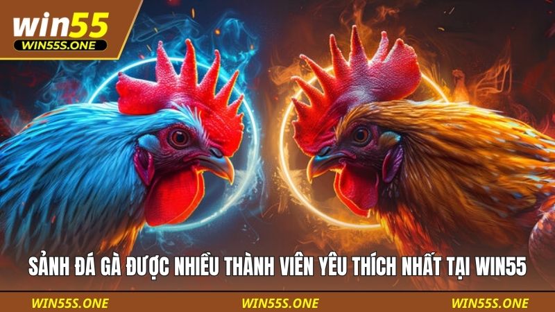 Sảnh đá gà được nhiều thành viên yêu thích nhất tại WIN55