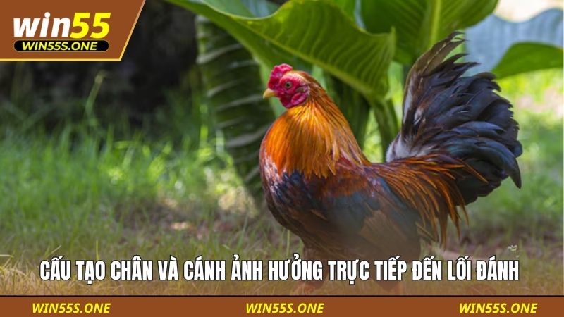 Cấu tạo chân và cánh ảnh hưởng trực tiếp đến lối đánh 
